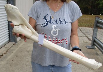 31 inches Authentic African Giraffe Radius Bone with Ulna for $139.99