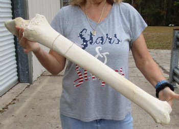 31 inches Authentic African Giraffe Radius Bone with Ulna for $139.99