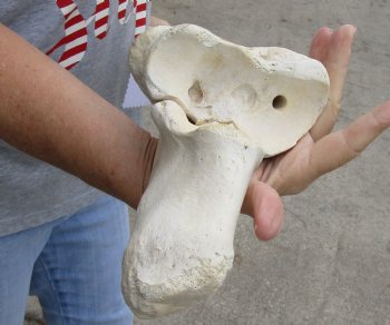 31 inches Authentic African Giraffe Radius Bone with Ulna for $139.99