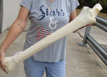 32 inches Authentic African Giraffe Radius Bone with Ulna for $139.99