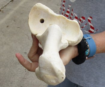 32 inches Authentic African Giraffe Radius Bone with Ulna for $139.99