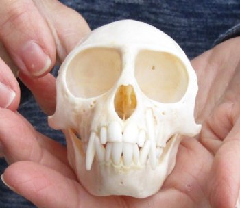 3-1/2" Female Vervet Monkey Skull (CITES #P000023748) - Buy this one for $99.99