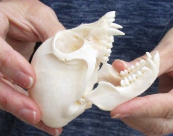 3-1/2" Female Vervet Monkey Skull (CITES #P000023748) - Buy this one for $99.99