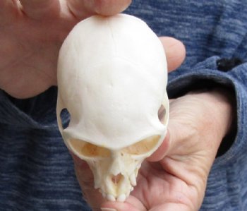 3-1/2" Female Vervet Monkey Skull (CITES #P000023748) - Buy this one for $99.99