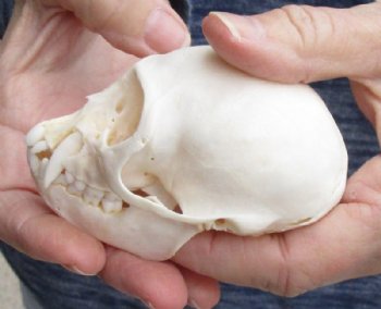 3-1/2" Female Vervet Monkey Skull (CITES #P000023748) - Buy this one for $99.99