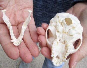 3-1/2" Female Vervet Monkey Skull (CITES #P000023748) - Buy this one for $99.99