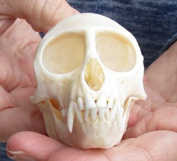 3-1/2" Female Vervet Monkey Skull <font color=red> Good Quality </font>(CITES #P000023748) - Buy this one for $99.99