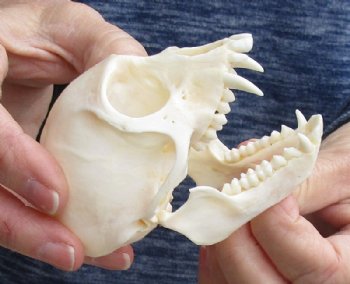 3-1/2" Female Vervet Monkey Skull <font color=red> Good Quality </font>(CITES #P000023748) - Buy this one for $99.99