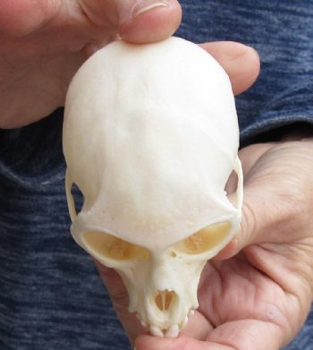 3-1/2" Female Vervet Monkey Skull <font color=red> Good Quality </font>(CITES #P000023748) - Buy this one for $99.99