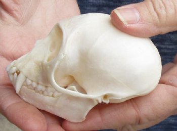 3-1/2" Female Vervet Monkey Skull <font color=red> Good Quality </font>(CITES #P000023748) - Buy this one for $99.99