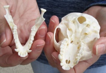 3-1/2" Female Vervet Monkey Skull <font color=red> Good Quality </font>(CITES #P000023748) - Buy this one for $99.99