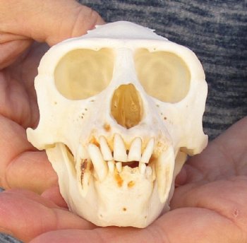  4 inches Male African Vervet Monkey Skull  (CITES #P-000023748) - Buy this one for $119.99