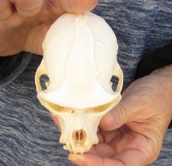  4 inches Male African Vervet Monkey Skull  (CITES #P-000023748) - Buy this one for $119.99