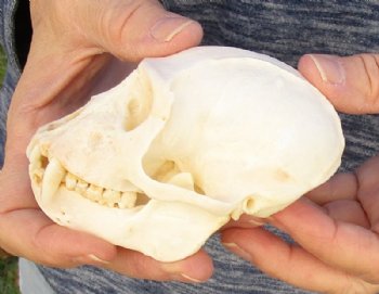  4 inches Male African Vervet Monkey Skull  (CITES #P-000023748) - Buy this one for $119.99