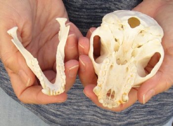  4 inches Male African Vervet Monkey Skull  (CITES #P-000023748) - Buy this one for $119.99