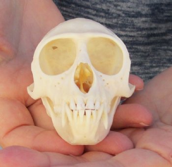 3-1/2" Female Vervet Monkey Skull <font color=red> Good Quality </font>(CITES #P000023748) - Buy this one for $99.99