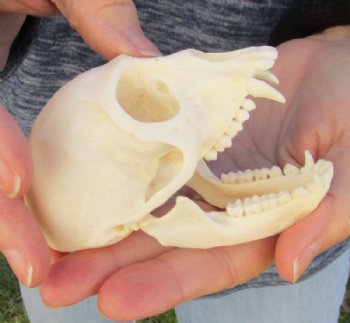 3-1/2" Female Vervet Monkey Skull <font color=red> Good Quality </font>(CITES #P000023748) - Buy this one for $99.99