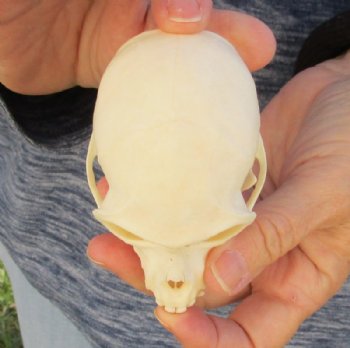 3-1/2" Female Vervet Monkey Skull <font color=red> Good Quality </font>(CITES #P000023748) - Buy this one for $99.99