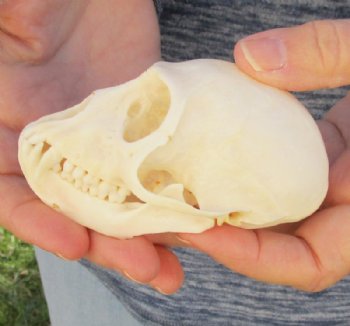 3-1/2" Female Vervet Monkey Skull <font color=red> Good Quality </font>(CITES #P000023748) - Buy this one for $99.99