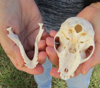 3-1/2" Female Vervet Monkey Skull <font color=red> Good Quality </font>(CITES #P000023748) - Buy this one for $99.99