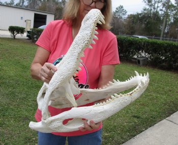 22-1/4 inches Florida Alligator Skull  <font color=red> Massive</font>  for $249.99