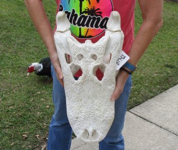 22-1/4 inches Florida Alligator Skull  <font color=red> Massive</font>  for $249.99