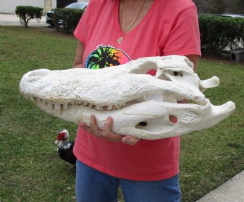 22-1/4 inches Florida Alligator Skull  <font color=red> Massive</font>  for $249.99