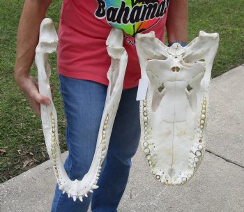 22-1/4 inches Florida Alligator Skull  <font color=red> Massive</font>  for $249.99