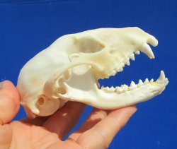 4-1/4 inches Raccoon Skull- Buy this one for $34.99