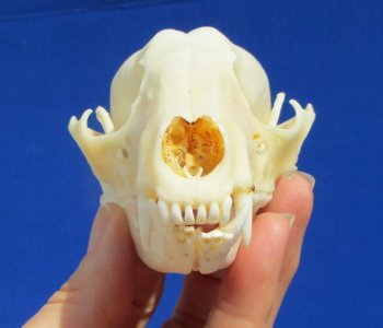 4-1/4 inches Raccoon Skull- Buy this one for $34.99