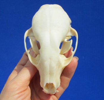 4-1/4 inches Raccoon Skull- Buy this one for $34.99