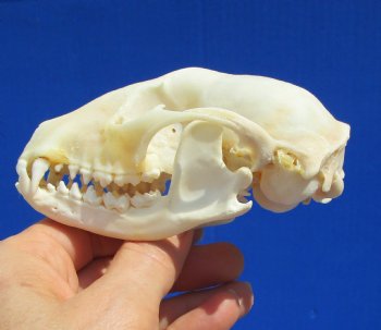 4-1/4 inches Raccoon Skull- Buy this one for $34.99