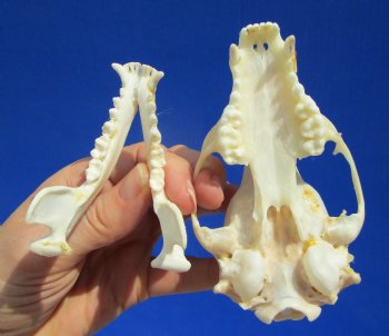 4-1/4 inches Raccoon Skull- Buy this one for $34.99