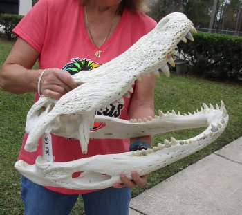 22-1/2 inches Florida Alligator Skull  <font color=red> Massive Grade B</font>  for $224.99