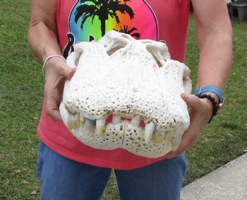 22-1/2 inches Florida Alligator Skull  <font color=red> Massive Grade B</font>  for $224.99