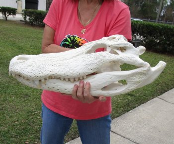 22-1/2 inches Florida Alligator Skull  <font color=red> Massive Grade B</font>  for $224.99