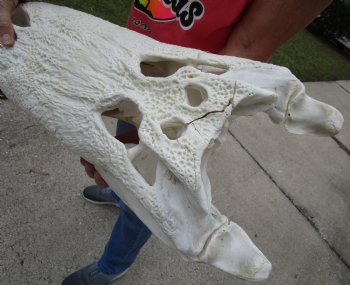 22-1/2 inches Florida Alligator Skull  <font color=red> Massive Grade B</font>  for $224.99