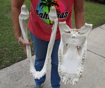 22-1/2 inches Florida Alligator Skull  <font color=red> Massive Grade B</font>  for $224.99