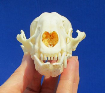 4-1/4 inches Raccoon Skull- Buy this one for $34.99