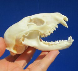 4-1/4 inches Raccoon Skull- Buy this one for $34.99