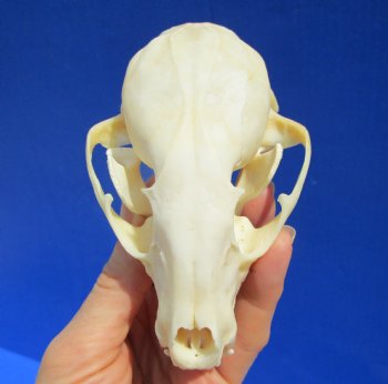 4-1/4 inches Raccoon Skull- Buy this one for $34.99