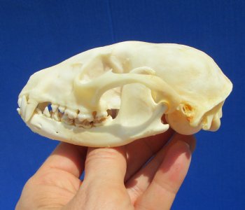 4-1/4 inches Raccoon Skull- Buy this one for $34.99