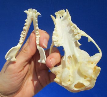 4-1/4 inches Raccoon Skull- Buy this one for $34.99