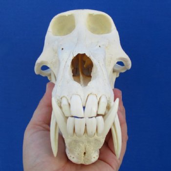 8-3/4 inches Male Chacma Baboon Skull (crack in skull) - Buy this one for $274.99 (CITES P000023748)