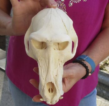 8-3/4 inches Male Chacma Baboon Skull (crack in skull) - Buy this one for $274.99 (CITES P000023748)