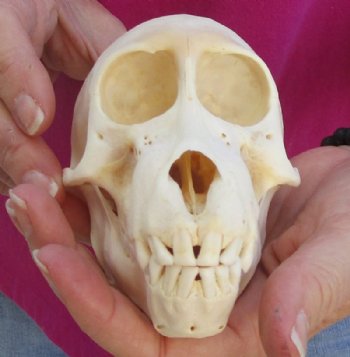 5-1/4 inches Juvenile African Chacma Baboon Skull <font color=red> Good Quality</font> (CITESP000023748)- $109.99