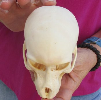 5-1/4 inches Juvenile African Chacma Baboon Skull <font color=red> Good Quality</font> (CITESP000023748)- $109.99