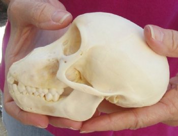 5-1/4 inches Juvenile African Chacma Baboon Skull <font color=red> Good Quality</font> (CITESP000023748)- $109.99