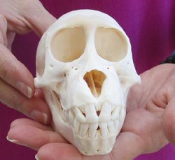 5 inches Juvenile African Chacma Baboon Skull (small hole)(CITESP000023748)- $109.99