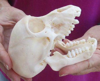 5 inches Juvenile African Chacma Baboon Skull (small hole)(CITESP000023748)- $109.99